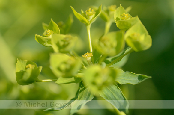 Zandwolfsmelk; Euphorbia seguieriana; Euphorbia gerardiana