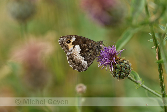 Grote Boswachter; Woodland Grayling; Hipparchia fagi