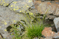 Evergreen Sedge; Carex sempervirens