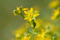 Gele bergsteenbreek; Yellow Saxifrage; Saxifraga aizoides