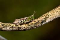 Zoemertje - Stripe-winged Grasshopper - Stenobothrus lineatus