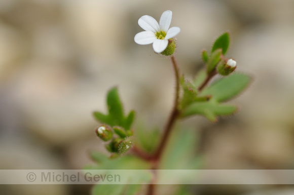 Kandelaartje; Rue-leaved saxifrage; Saxifraga tridactylites