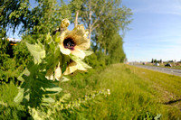 Bilzekruid; Black henbane; Hyoscyamus niger;