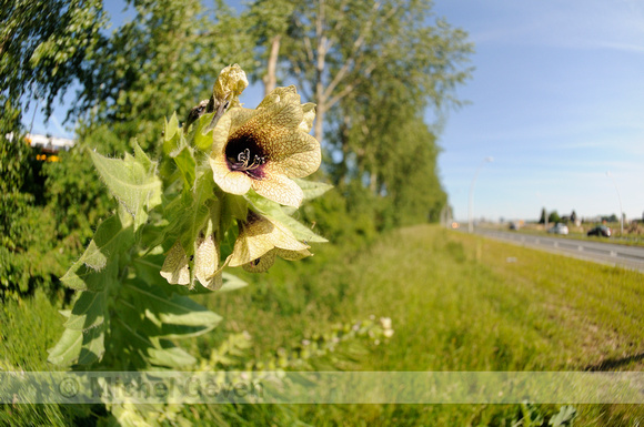 Bilzekruid; Black henbane; Hyoscyamus niger;