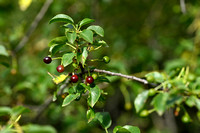 Rhamnus saxatilis