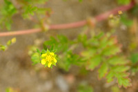 Liggende ganzerik; Spreading Cinquefoil; Potentilla supina