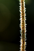 Hangende Zegge; Pendulous Sedge; Carex pendula;