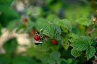 Framboos; Red Raspberry; Rubus idaeus