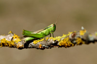 Bleekgroene sprinkhaan - Leek grasshopper - Mecostethus parapleuru