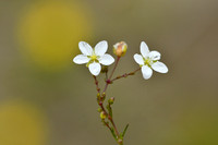 Sierlijk vetmuur; Knotted Pearlwort; Sagina nodosa