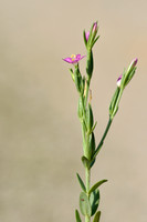 Schenkia spicata