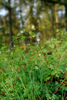 Rankende Helmbloem; Climbing Corydalis; Ceratocapnos claviculata