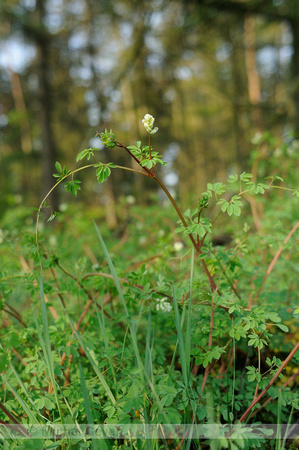 Rankende Helmbloem; Climbing Corydalis; Ceratocapnos claviculata