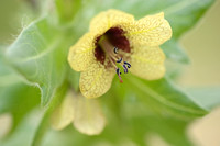 Bilzekruid; Black Henbane; Hyoscyamus niger