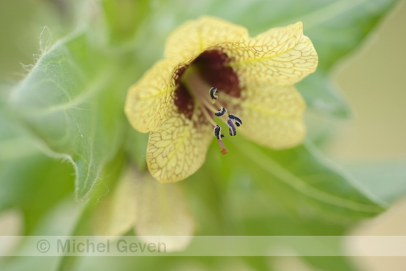 Bilzekruid; Black Henbane; Hyoscyamus niger