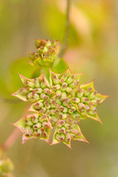 Doorwas; Thorowax; Bupleurum rotundifolium;