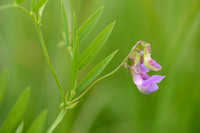 Moeraslathyrus; Marh Pea; Lathyrus palustris