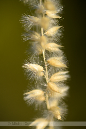 Wimperparelgras; Hairy Melick; Melica ciliata;