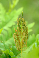 Koningsvaren; Royal Fern; Osmunda regalis