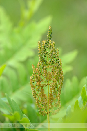 Koningsvaren; Royal Fern; Osmunda regalis