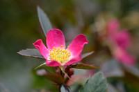 Bergroos - Red-leaved Rose - Rosa glauca