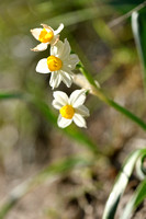 Bunch-flowered Daffodil; Narcissus tazetta