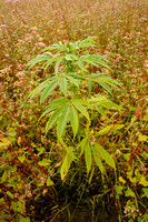 Hennep; Cannabis sativa; Cannabis;