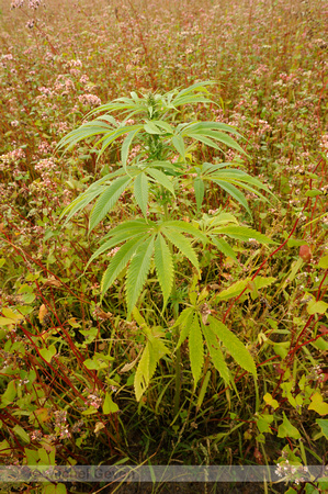 Hennep; Cannabis sativa; Cannabis;