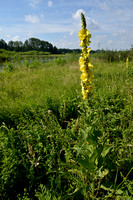 Keizerskaars - Orange mullein - Verbascum phlomoides