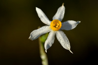 Bunch-flowered Daffodil; Narcissus tazetta