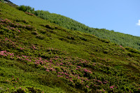 Roestkleurig alpenroosje - Alpen Rose - Rhododendron ferrugineum