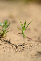 Zacht loogkruid; Russian thistle; Salsola tragus