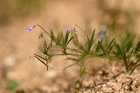 Vierzadige wikke; Vicia tetrasperma; subsp. Tetrasperma