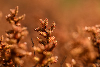 Wilde Gagel; Bog Myrtle; Myrica gale