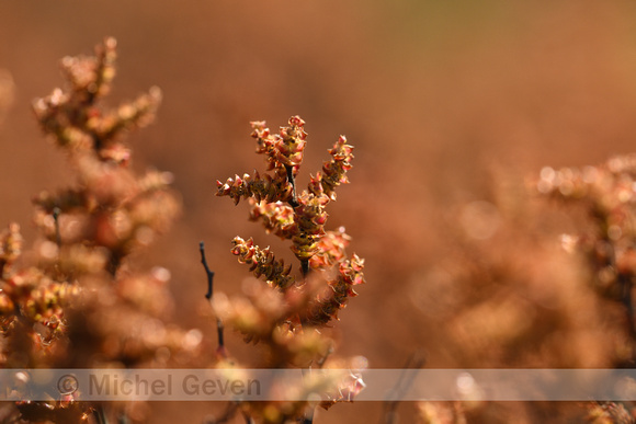 Wilde Gagel; Bog Myrtle; Myrica gale