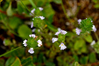 Vierrijige ogentroost; Irish Eyebright; Euphrasia tetraquetra