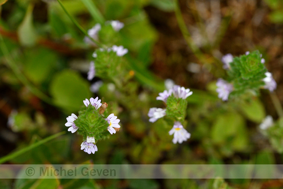 Vierrijige ogentroost; Irish Eyebright; Euphrasia tetraquetra