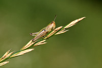 Krasser - Meadow Grasshopper - Pseudochorthippus parallelus