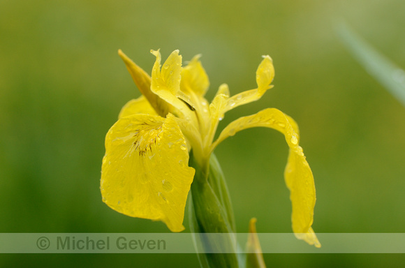 Gele Lis; Yellow Flag; Iris pseudacorus