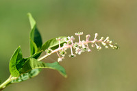 Westerse karmozijnbes; American pokeweed; Phytolacca americana