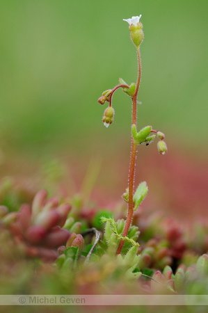 Kandelaartje; Rue-leaved saxifrage; Saxifraga tridactylites