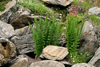 Dryopteris villarii