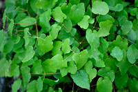 Epimedium - Barren wort - Epimedium alpinum