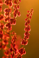 Geoorde Zuring; Narrow-leaved sorrel; Rumex thyrsiflorus