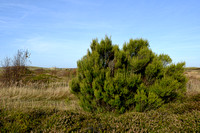 Bezemdopheide; Broom Heath; Erica scoparia