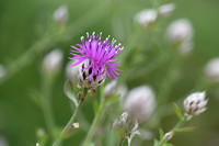 Centaurea deusta