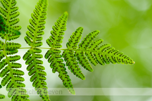 Gebogen Driehoeksvaren; Oak fern; Gymnocarpium dryopteris;