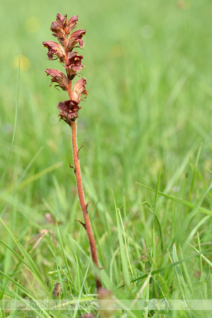 Sierlijke bremraap; Slender Broomrape; Orobanche gracilis