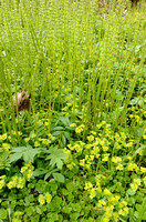 Paarbladig Goudveil; Opposite-leaved Golden-saxifrage