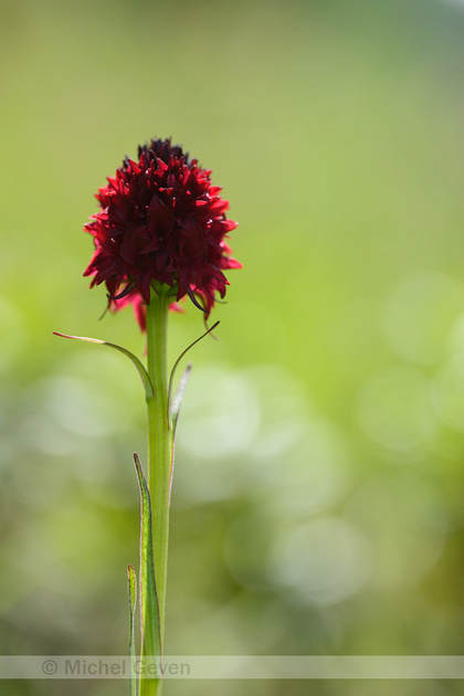 Michel Geven Natuurfotografie | Zwarte Vanilleorchis - Nigritella nigra ...